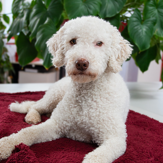 Neu (Neou) | Wohlfühlmanagerin